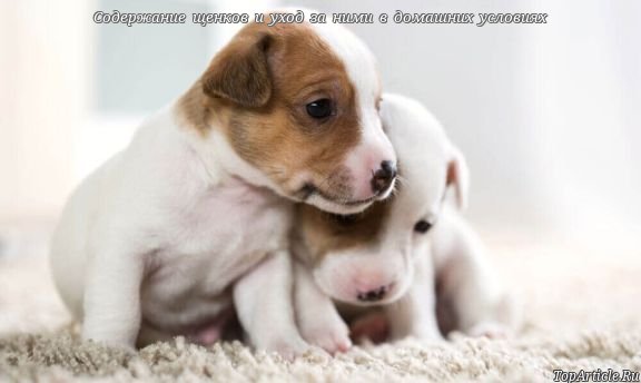 Открыть в полный размер