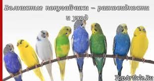 Открыть в полный размер